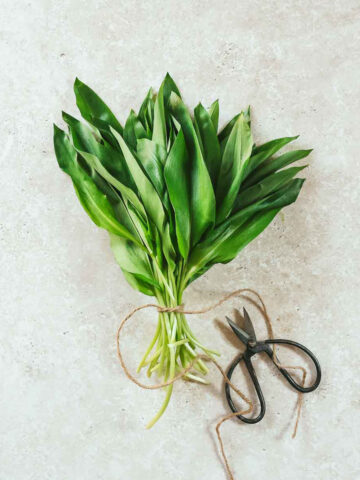 bundled wild garlic leaves with vintage scissors on beige background.