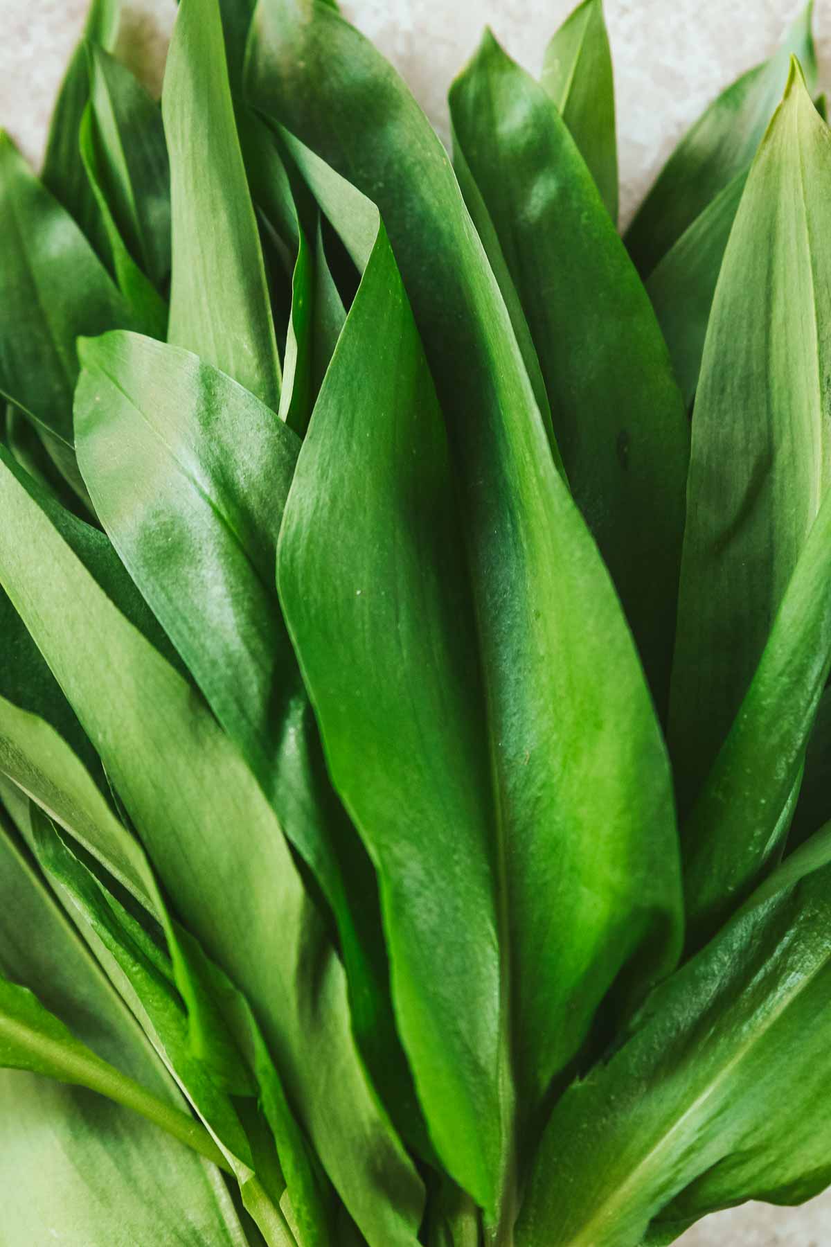 closeup of wild garlic leaves.