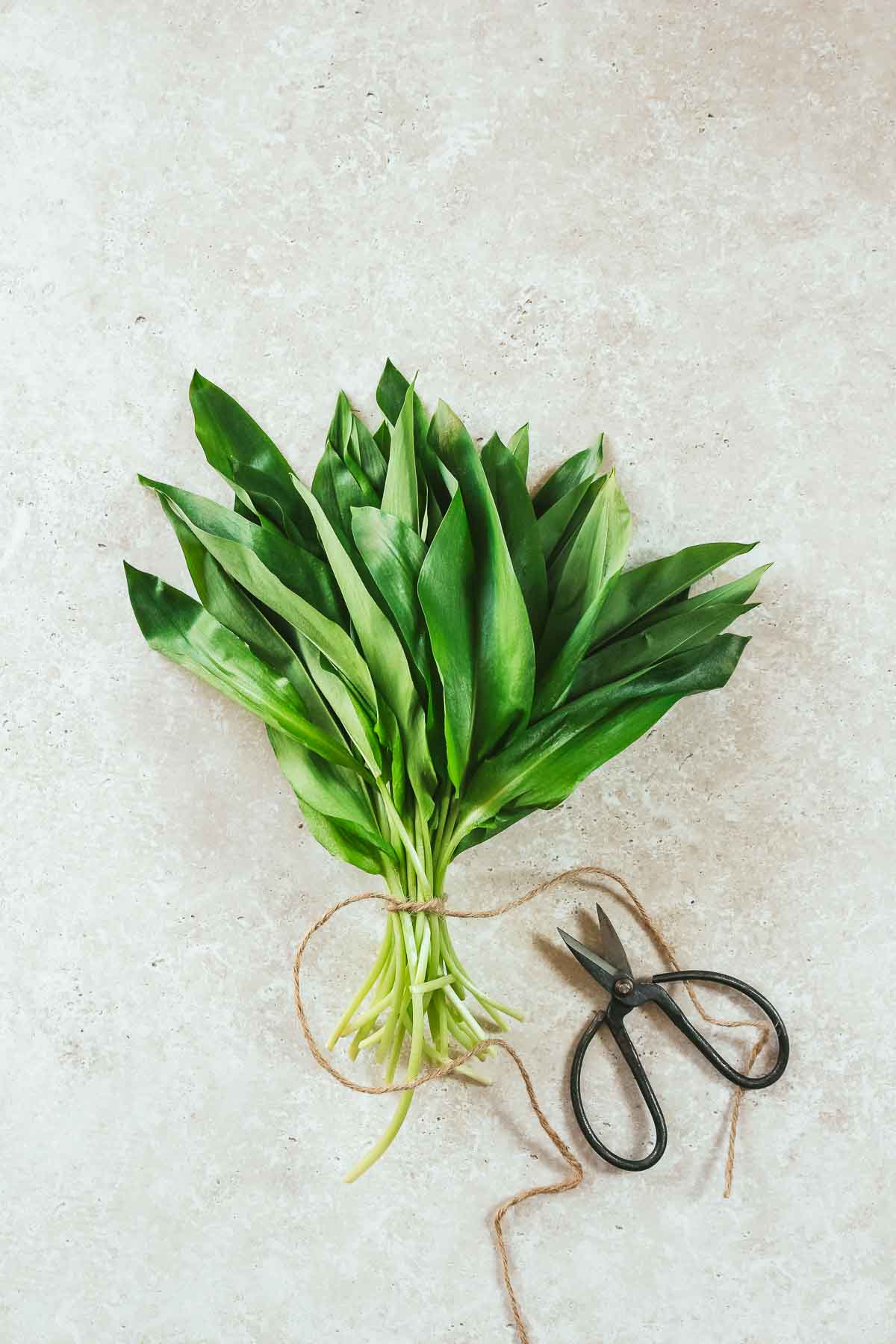 bundled wild garlic leaves with vintage scissors on beige background.